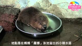 天生堤壩建築師、河狸寶寶勤練功 Beaver Cub Learns to Swim