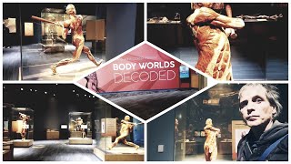 Exploring real human body plastinated anatomy - cadavers from the Bodyworlds exhibit.