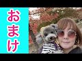 【犬イベント】あいココドッグマルシェでビンゴで当たりget 愛犬トルテも大はしゃぎ💓in奈良県生駒山麓公園🎶おまけアリ💗（トイプードルのtorte channel）