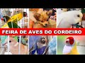 Feira de Pássaros do Cordeiro #passaros #criarpassaros #feiralivre