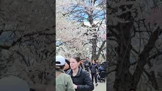 Central Park Cheery Blossom 🌸