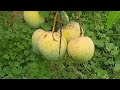 rumani mangoes at songs