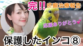 【保護したインコ⑧】完‼︎疥癬治療報告‼︎なんて美人なピッピなの！