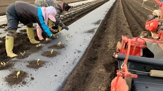 春キャベツの定植　20/1/17