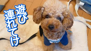 【トイプードルのテト】遊び連れてけ・ひたすら散歩するテト#toypoodle