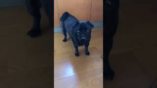 お父さんの朝食も狙う黒パグ!!A black pug aiming for his father's breakfast!