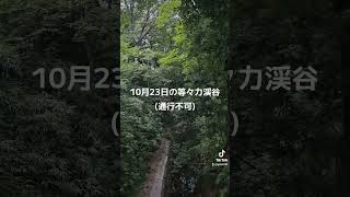 10月23日の等々力渓谷(通行不可) #等々力渓谷