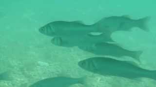 European seabass (Dicentrarchus labrax) - Europäischer Wolfsbarsch (Dicentrarchus labrax)