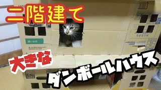 【豪邸】猫達に大きな二階建てダンボールハウスをプレゼントしてみた！DIY【うなぎ生後８ヶ月】I gave a two-story cardboard house to a cat. #54