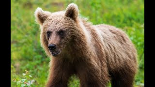 Karhujen elämää - riistakameravideoita - Bear on Trail Cam