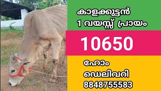 കാളക്കുട്ടൻ / 10650/ പ്രായം 1 വയസ്സ് /8848755583