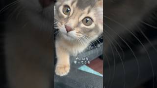 お気に入りの場所にて #猫動画 #猫のいる暮らし  #ねこのいる生活 #ねこ動画