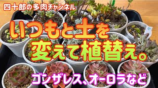 【多肉植物】【ガーデニング】🪴いつもと土を変えて植替え。