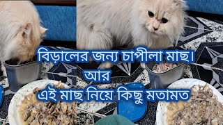 বিড়ালের জন্য চাপিলা || মাছ কতটা সাশ্রয় || 🙀আমার মতামত||@daylife./cat/fish