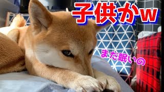 まだ寝たいのと駄々をこねる柴犬ハナ -- Shiba wants to sleep.--