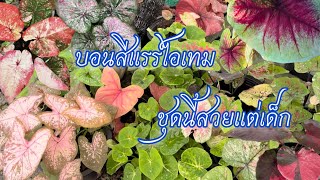 EP.320 สวนบอนสีพระทำ | บอนสีแรร์ไอเทม สวยๆ บอนสีนอกตู้ฟอร์มใหญ่ๆ