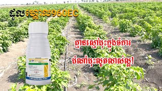 ដូលហ្គោលការពារមិនអោយមានស្មៅក្នុងចំការ