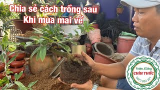 😍Chia sẻ cách thay chậu cho cây mai khi mới mua về . vườn kiểng CHÍN Thức 0973882241