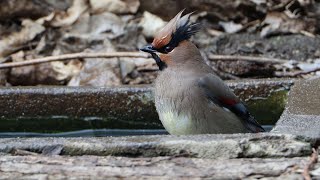 ヒレンジャクの水浴びと水飲み