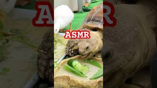 カメとアヒルのASMR🐢🪿#ケヅメリクガメ #コールダック #asmr