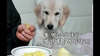 똥 먹는 강아지한테 파인애플이 좋다고?(You like pineapples for poop-eating dogs?)