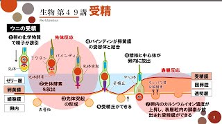 【高校生物】第49講「受精」精子と卵の構造・ウニの受精・多精拒否