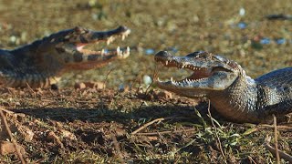 Isso Tudo É Mato Grosso | Poconé