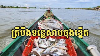 ទន្លេសាប ចុងខ្នើតបាត់ត្រីធំៗអស់ || Freshwater Fish Market KH [Ep. 565]