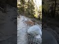 Hazel leading our hike off leash up the mountain #hiking #funnydogs #traineddog #shortvideo #shorts