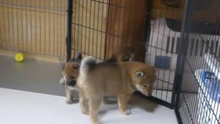 6月25日柴犬子犬部屋