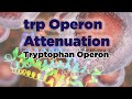 trp Operon Attenuation