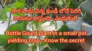 చిన్న కుండీలో పెరిగి మంచి కాపునిచ్చే సొర పాదు Bottle Gourd Plant in a small pot yielding good - How?