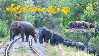 A Herd of Elephants Dangerously Crosing the Railway | රේල් පාර පනින අලි රංචුව | Wildlife | Animals