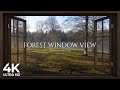 4K Forest window view birds singing - Relaxing, Calming, Ambience, white noise