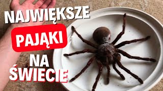 Największe pająki NA ŚWIECIE