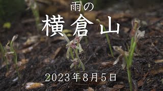 【登山】雨の横倉山　2023年8月5日（高知県）【登山　高知】【登山　四国】