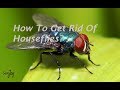 How To Get Rid Of Houseflies?