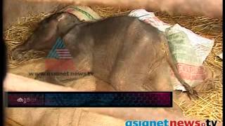 Small elephant died in  Kottur elephant rehabilitation centre: FIR 22nd oct  2013 Part 4 എഫ് ഐ ആര്‍