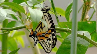 アゲハチョウの羽化 (越冬サナギ編) Papilio xuthus Emergence 【4k】2019/4/17