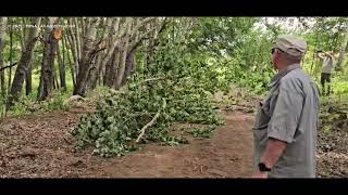 Removing a fallen tree - Mountain Passes of South Africa