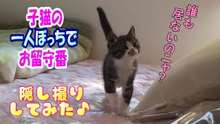 お留守番の子猫の様子を隠し撮りしてみたら、飼い主がラストに感動しちゃった♪ 【cute kitten】【cute cat】 【子猫保護】