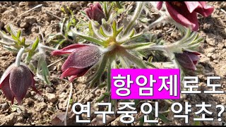 항암제로도 연구중인 할미꽃(백두옹, 白頭翁) 그 놀라운 효능! (지사, 열성설사, 허리와 무릎통증, 복통, 치통, 뼈마디치료, 출혈에 놀라운 효과)