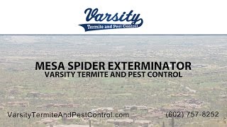 Mesa Spider Exterminators | Varsity Termite \u0026 Pest Control