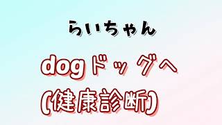 〘ちわわVLOG#27〙13歳シニア犬のdogドッグ健診🏥 結果はいかに💦