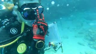 College of the Florida Keys Dive (Mission Iconic Reefs)