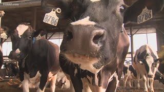 Largest dairy producer in Connecticut disputes PETA's allegations of mistreating cows