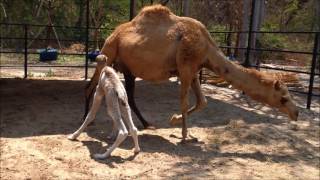 A little camel in huahin thailand ลูกอูฐน่ารักๆ หาดูยาก!!!