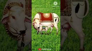 🐮 Vasubaras status | Vasubaras song | Diwali | वसुबारस २०२४ #shorts #vasubaras #वसुबारस #diwali