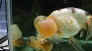 [パンダ水泡眼（熊猫水泡眼）]2009年度 第27回日本観賞魚フェア