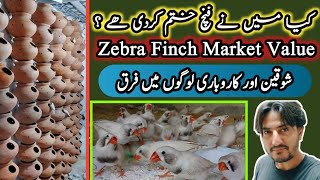 Zebra Finch Market Value | کیا میں نے زیبرا فنچ ختم کردی ھیں ؟